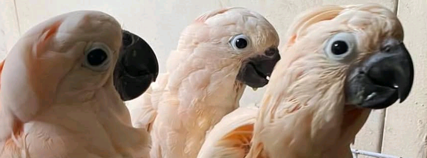 info@TeslaBirdZone.com